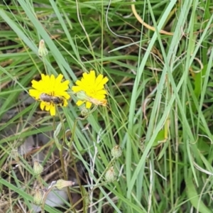 Lasioglossum (Chilalictus) sp. (genus & subgenus) at Little Taylor Grassland (LTG) - 7 Jan 2024