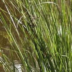 Carex appressa (Tall Sedge) at Yarralumla, ACT - 9 Jan 2024 by lbradley