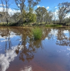 Carex appressa at Aranda Bushland - 9 Jan 2024