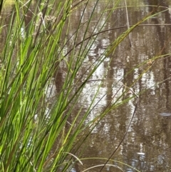 Carex appressa at Aranda Bushland - 9 Jan 2024