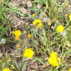 Lasioglossum (Chilalictus) sp. (genus & subgenus) at Little Taylor Grassland (LTG) - 7 Jan 2024