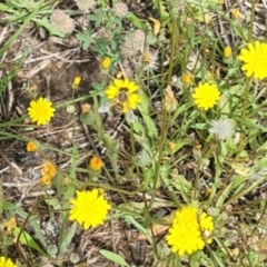 Lasioglossum (Chilalictus) sp. (genus & subgenus) at Little Taylor Grassland (LTG) - 7 Jan 2024