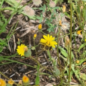 Apiformes (informal group) at Little Taylor Grassland (LTG) - 7 Jan 2024 11:28 AM