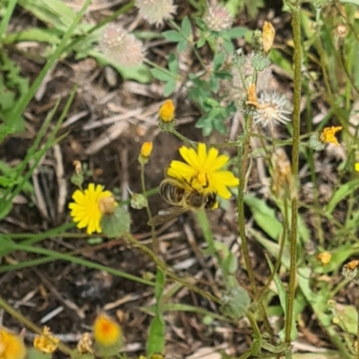 Apiformes (informal group) (Unidentified bee) at Kambah, ACT - 7 Jan 2024 by galah681