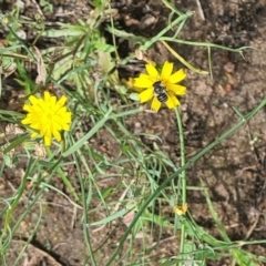 Lasioglossum (Chilalictus) brazieri at Little Taylor Grassland (LTG) - 7 Jan 2024 by galah681