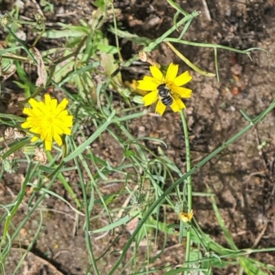 Lasioglossum (Chilalictus) brazieri at Little Taylor Grassland (LTG) - 7 Jan 2024 by galah681