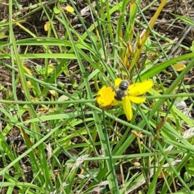 Megachile sp. (several subgenera) (Resin Bees) at Little Taylor Grassland (LTG) - 7 Jan 2024 by galah681