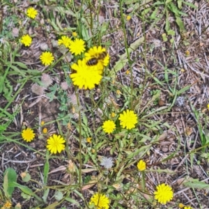 Apis mellifera at Little Taylor Grassland (LTG) - 7 Jan 2024