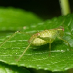 Caedicia simplex (Common Garden Katydid) at Downer, ACT - 9 Jan 2024 by RobertD