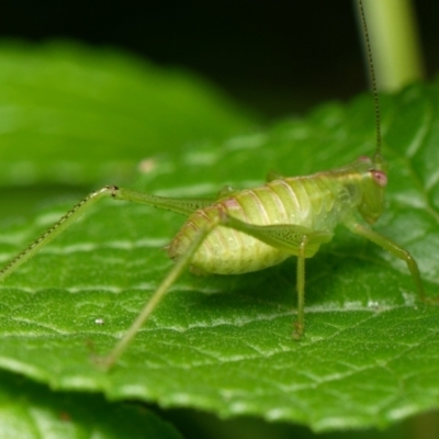 Caedicia simplex (Common Garden Katydid) at Downer, ACT - 9 Jan 2024 by RobertD