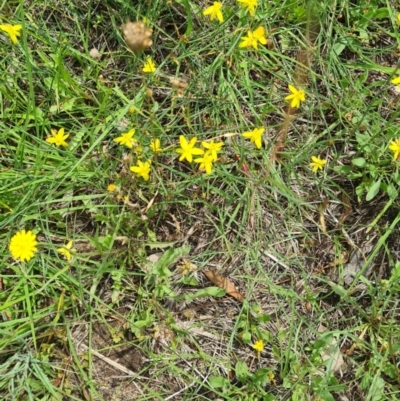 Tricoryne elatior (Yellow Rush Lily) at Kambah, ACT - 7 Jan 2024 by galah681