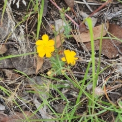 Hypericum gramineum (Small St Johns Wort) at Kambah, ACT - 7 Jan 2024 by galah681