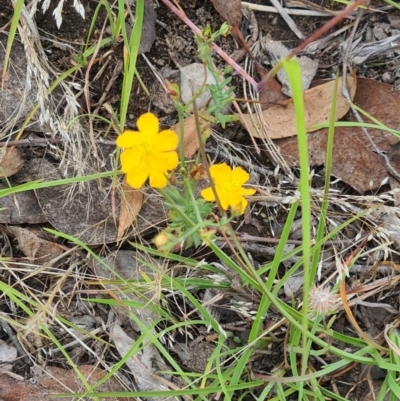 Hypericum gramineum (Small St Johns Wort) at Little Taylor Grassland (LTG) - 7 Jan 2024 by galah681