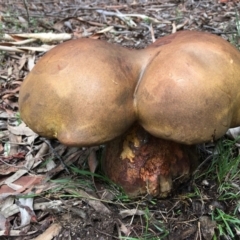 Phlebopus marginatus (Giant Bolete) at Acton, ACT - 9 Jan 2024 by RWPurdie