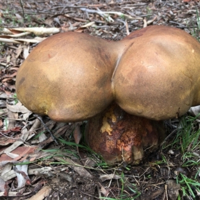 Phlebopus marginatus (Giant Bolete) at ANBG - 9 Jan 2024 by RWPurdie