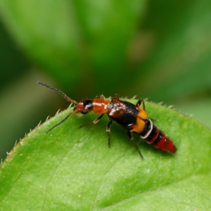 Carphurus sp. (genus) at Downer, ACT - 9 Jan 2024