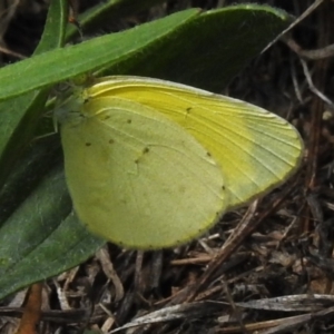 Eurema smilax at Coombs Ponds - 9 Jan 2024 11:23 AM