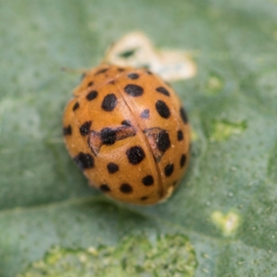 Epilachna sumbana (A Leaf-eating Ladybird) at Higgins, ACT - 8 Jan 2024 by AlisonMilton