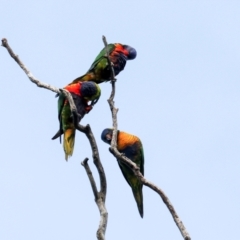 Trichoglossus moluccanus at Higgins, ACT - 7 Dec 2023