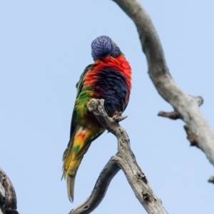 Trichoglossus moluccanus at Higgins, ACT - 7 Dec 2023