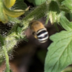 Amegilla sp. (genus) (Blue Banded Bee) at Higgins, ACT - 14 Dec 2023 by AlisonMilton