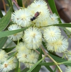 Apiformes (informal group) (Unidentified bee) at Ainslie Volcanics Grassland (AGQ) - 3 Jan 2024 by macolless