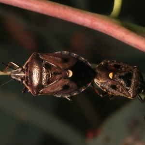 Cermatulus nasalis at Mount Ainslie - 8 Jan 2024