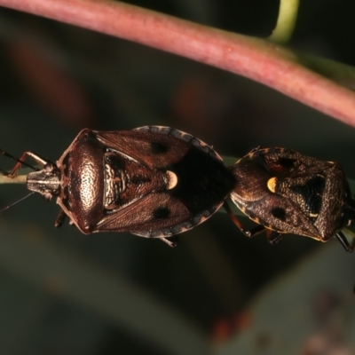 Cermatulus nasalis (Predatory shield bug, Glossy shield bug) at Ainslie, ACT - 8 Jan 2024 by jb2602