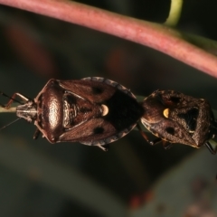 Cermatulus nasalis (Predatory shield bug, Glossy shield bug) at Mount Ainslie - 8 Jan 2024 by jb2602