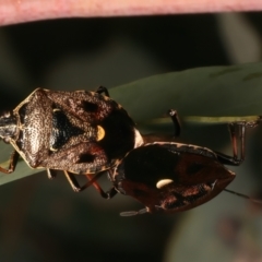 Cermatulus nasalis at Mount Ainslie - 8 Jan 2024