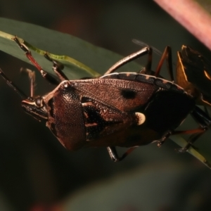 Cermatulus nasalis at Mount Ainslie - 8 Jan 2024