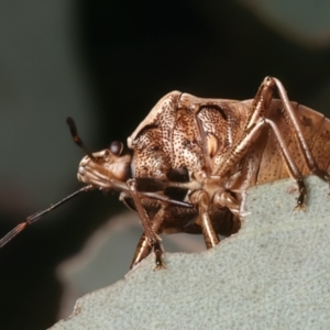 Cermatulus nasalis at Mount Ainslie - 8 Jan 2024