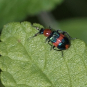 Dicranolaius bellulus at Higgins, ACT - 26 Dec 2023