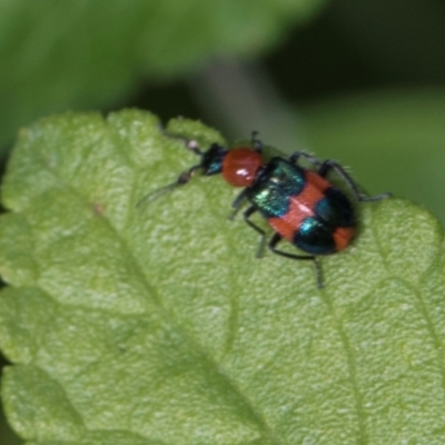 Dicranolaius bellulus (Red and Blue Pollen Beetle) at Higgins, ACT - 25 Dec 2023 by AlisonMilton