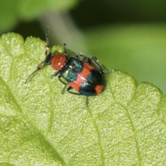 Dicranolaius bellulus at Higgins, ACT - 26 Dec 2023