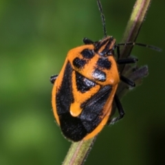 Agonoscelis rutila (Horehound bug) at Higgins, ACT - 25 Dec 2023 by AlisonMilton