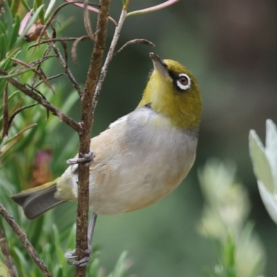 Zosterops lateralis (Silvereye) at Higgins, ACT - 16 Dec 2023 by AlisonMilton