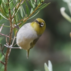 Zosterops lateralis at Higgins, ACT - 16 Dec 2023 03:12 PM