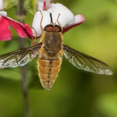 Trichophthalma punctata (Tangle-vein fly) at Higgins, ACT - 25 Dec 2023 by AlisonMilton