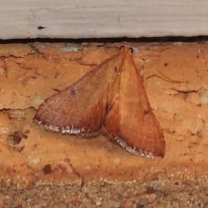 Endotricha ignealis at Wanniassa, ACT - 8 Jan 2024 10:04 PM