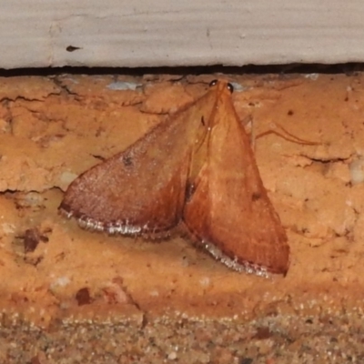 Endotricha ignealis (A Pyralid moth (Endotrichinae)) at Wanniassa, ACT - 8 Jan 2024 by JohnBundock