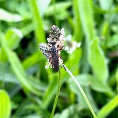 Unidentified Robber fly (Asilidae) at Aranda, ACT - 6 Jan 2024 by KMcCue