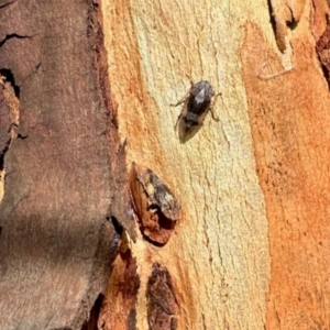 Stenocotis depressa at Aranda, ACT - 6 Jan 2024