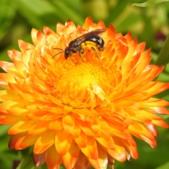 Lasioglossum (Chilalictus) sp. (genus & subgenus) (Halictid bee) at Acton, ACT - 9 Jan 2024 by HelenCross