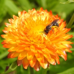 Lasioglossum (Chilalictus) sp. (genus & subgenus) at ANBG - 9 Jan 2024