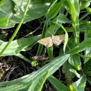 Scopula rubraria at Aranda, ACT - 6 Jan 2024