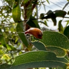 Ecnolagria grandis (Honeybrown beetle) at Aranda, ACT - 6 Jan 2024 by KMcCue