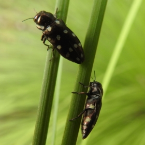 Diphucrania duodecimmaculata at ANBG - 9 Jan 2024