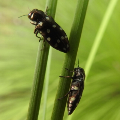 Diphucrania duodecimmaculata (12-spot jewel beetle) at ANBG - 9 Jan 2024 by HelenCross