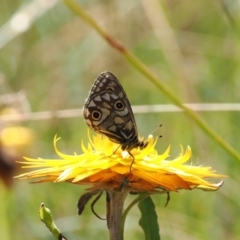 Oreixenica latialis (Small Alpine Xenica) at Namadgi National Park - 15 Mar 2023 by RAllen